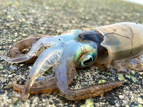 イカの釣果