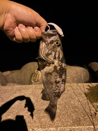 クロソイの釣果