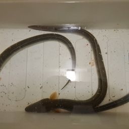 ウナギ