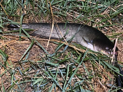 ナマズの釣果