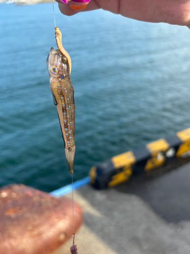 釣果
