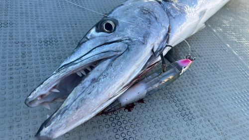 オニカマスの釣果