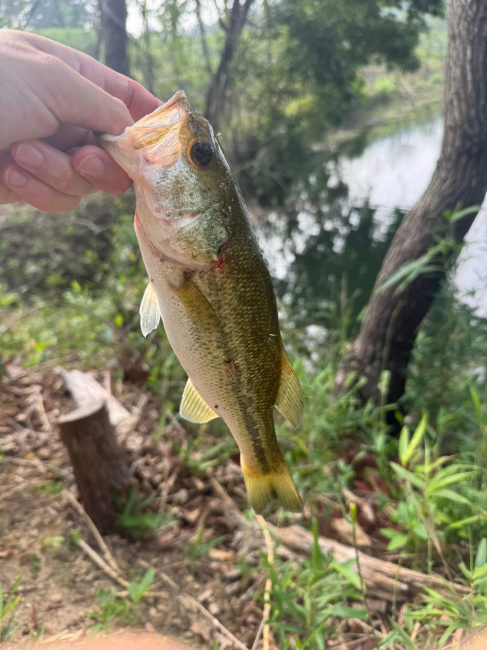 ラージマウスバス