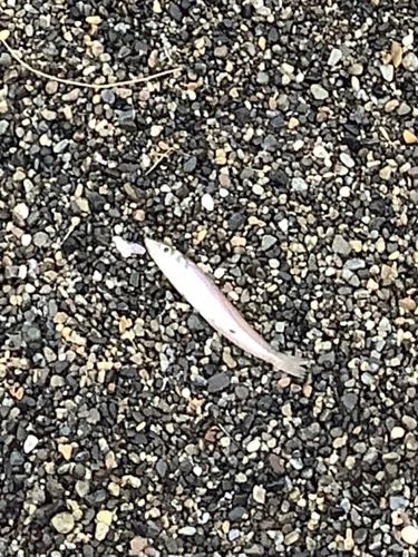 シロギスの釣果