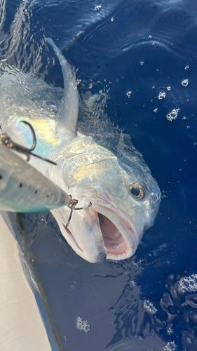 GTの釣果