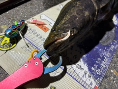 ライギョの釣果