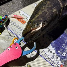 ライギョ