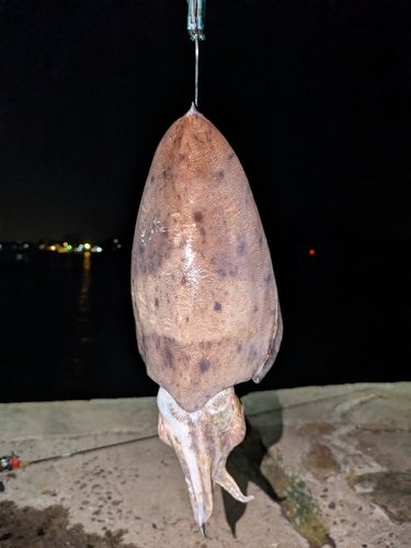 コウイカの釣果