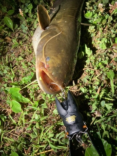ナマズの釣果