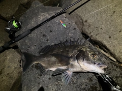 チヌの釣果