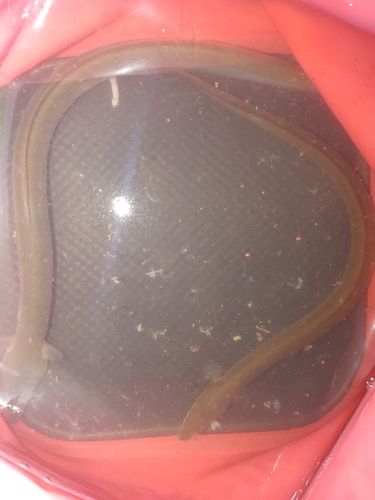 ウナギの釣果