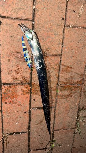 タチウオの釣果