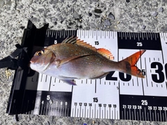 マダイの釣果