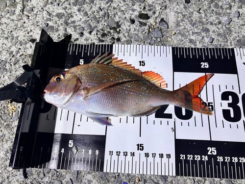 マダイの釣果
