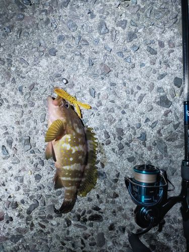 アコウの釣果