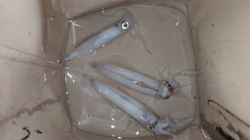 ケンサキイカの釣果