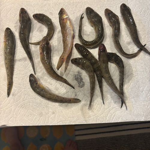 マハゼの釣果