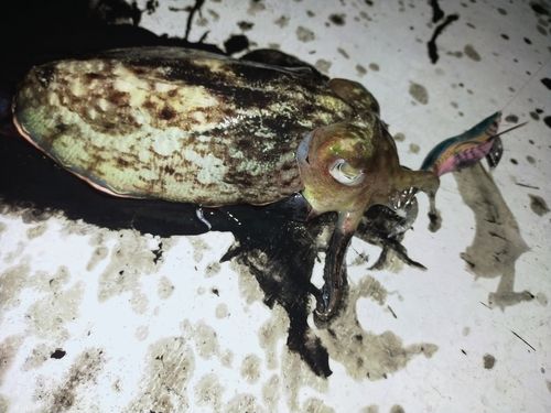 コウイカの釣果