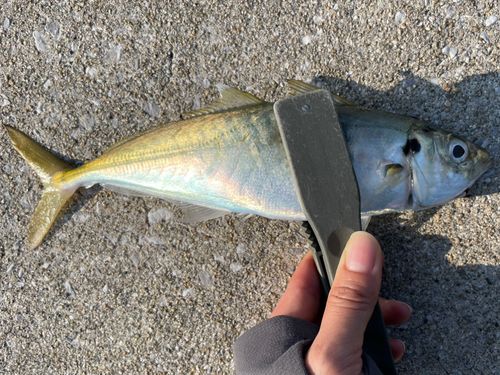 マルアジの釣果