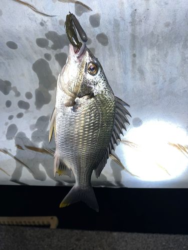 キビレの釣果