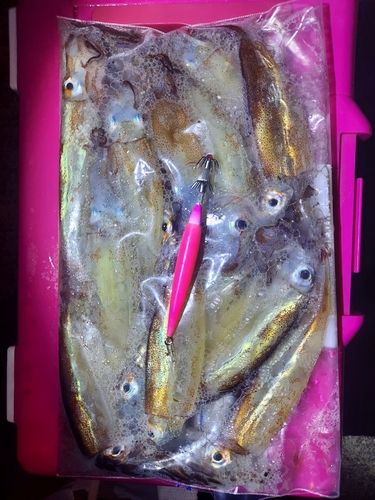 イカの釣果