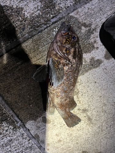 オウゴンムラソイ