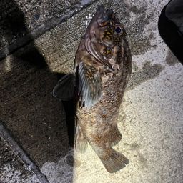 オウゴンムラソイ