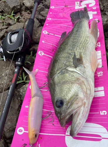 ブラックバスの釣果