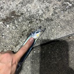 タチウオ