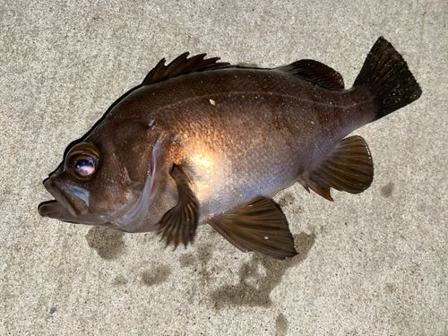 メバルの釣果