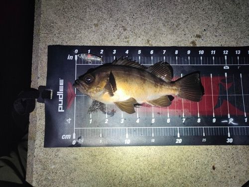 メバルの釣果