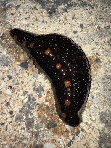 ナマコの釣果