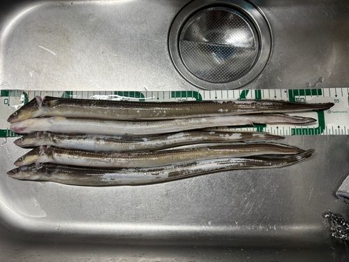 アナゴの釣果
