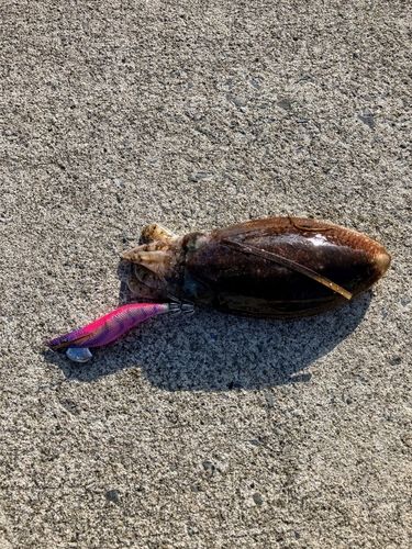 コウイカの釣果
