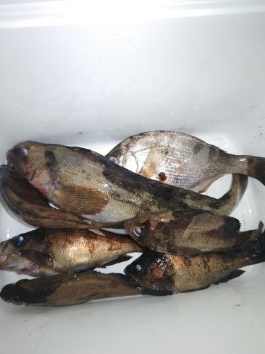 メバルの釣果
