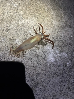イカの釣果