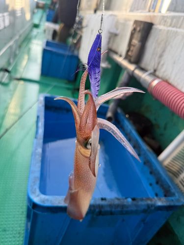 ケンサキイカの釣果