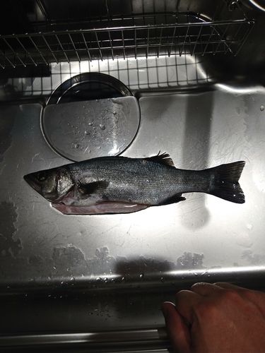 セイゴ（ヒラスズキ）の釣果