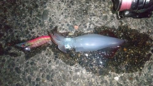 ケンサキイカの釣果