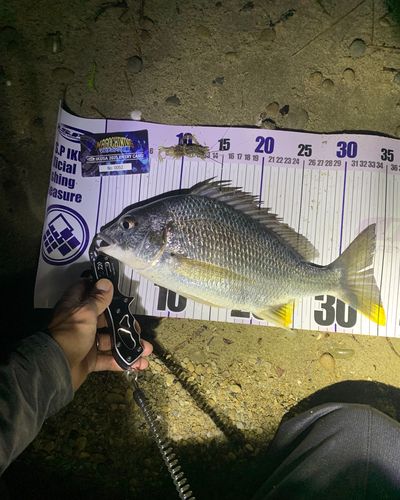 キビレの釣果