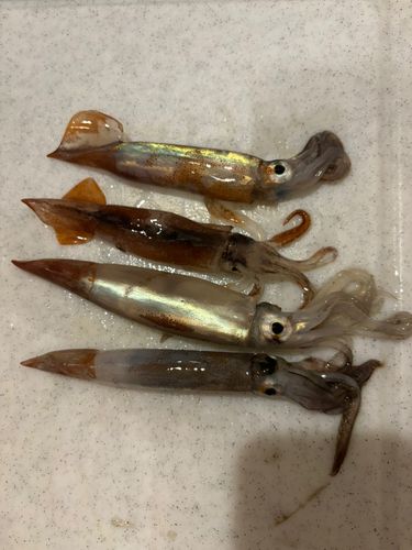 スルメイカの釣果