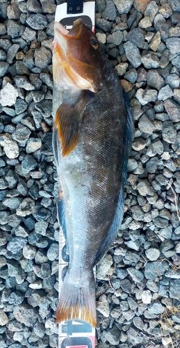 アイナメの釣果