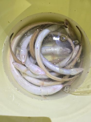 アナゴの釣果