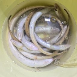 アナゴ
