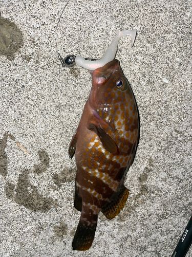 キジハタの釣果