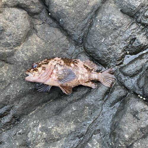 カサゴの釣果