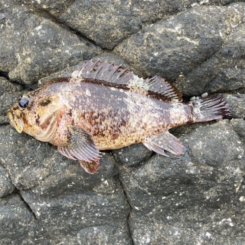 ムラソイの釣果