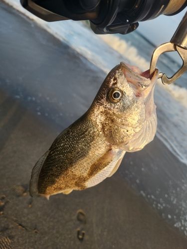イシモチの釣果