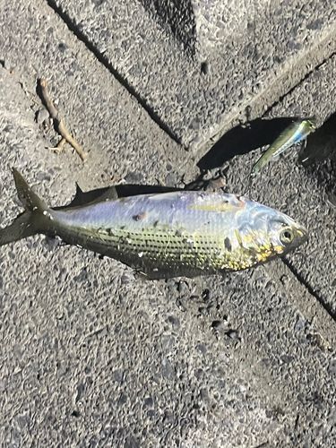 コノシロの釣果