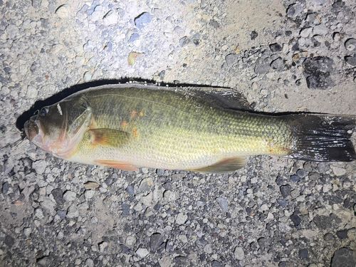 ブラックバスの釣果